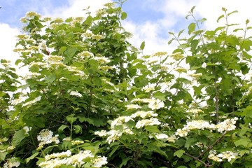 viburnum blossom