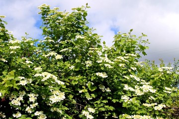 viburnum blossom
