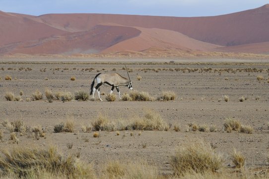 Oryxantilope im Namib-Naukluft-Park