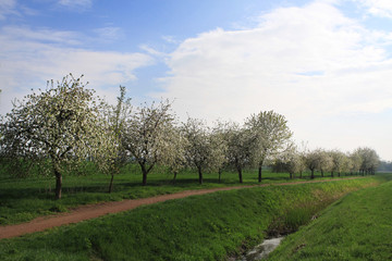 Blühende Apfelbäume am Wegesrand in Sachsen-Anhalt