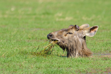Sambar Deer foraging in lake. © andreanita