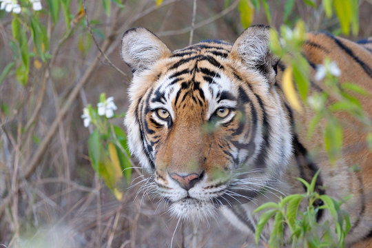 Portrait of a Bengal Tiger between bushes..