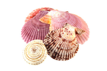 Shell