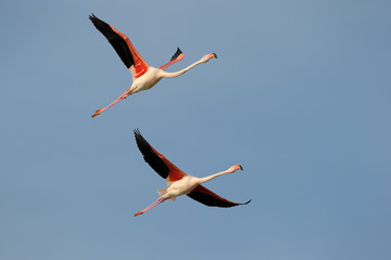 Two Greater Flamingo flying in formation against blue sky.