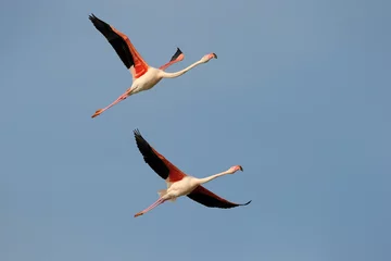 Photo sur Plexiglas Flamant Deux Flamingo volant en formation contre le ciel bleu.