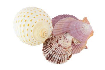 Shell