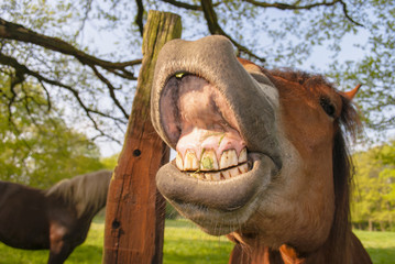 Fototapeta premium Horse Laughing All Day Long