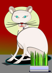 Hierba gatera para gatos