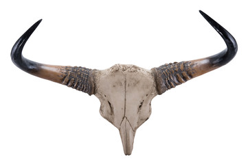 Fototapeta premium head skull of Gaur(Bos gaurus) isolated on white background