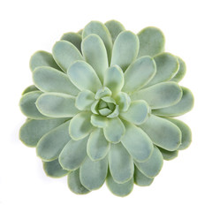 round succulent top isolated on white background