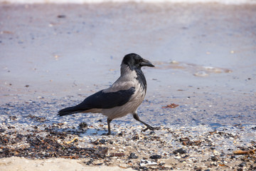Hooded crow on the seaside - Corvus cornix.