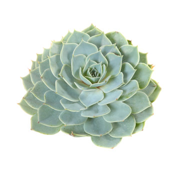 succulent plant isolated on white background