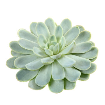 Succulent Plant Isolated On White Background