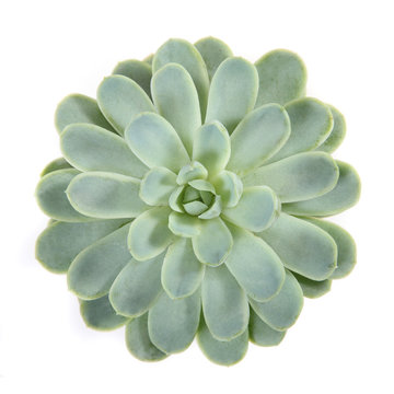 Round Succulent Top Isolated On White Background