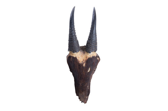 head skull of head skull of Southwest china serow(Capricornis mi
