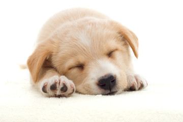 beige puppy sleeping
