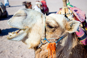 camel Egypt
