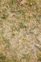 dry long leaf grass in sunlight