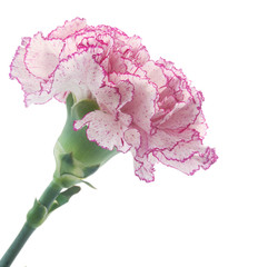 Red and White Carnation