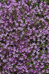 Flores malvas Saponaria ocymoides