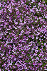 Obraz premium Flores malvas Saponaria ocymoides