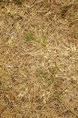 asian dry grass in sun light