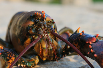 Lobster Close-Up