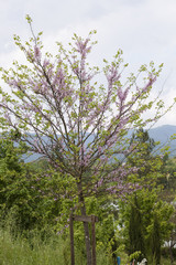 tree in spring