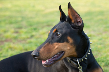 Beautiful Doberman lying down on the grass