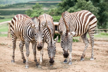 Fototapeta na wymiar Zebra in the fields
