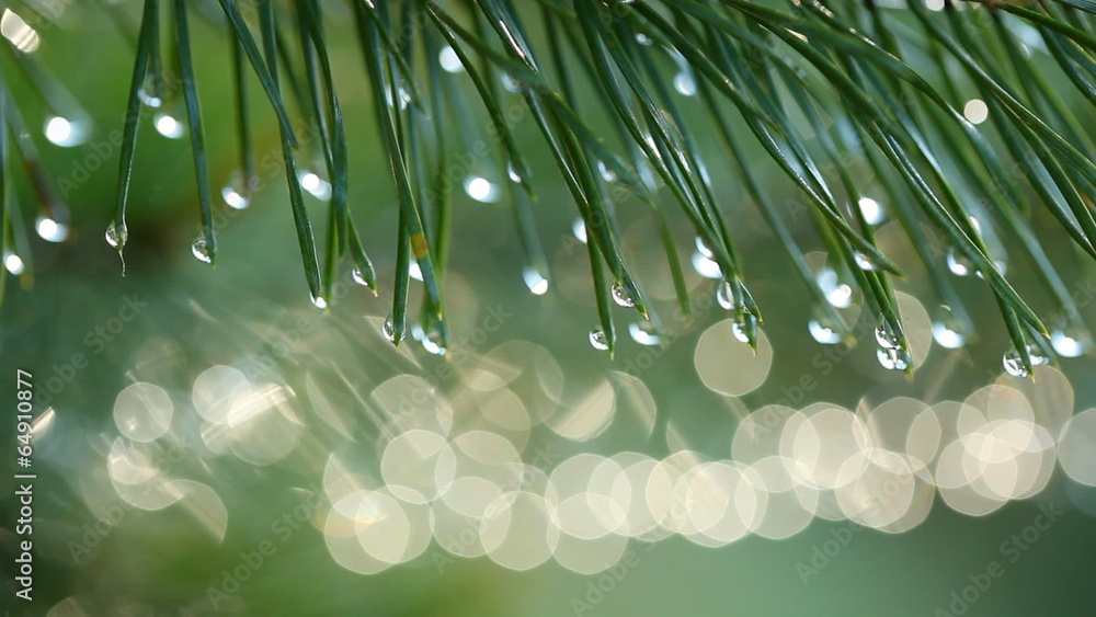 Poster water drops on fir tree. shallow dof