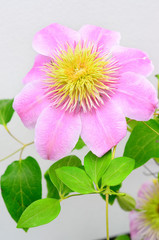 Clematis