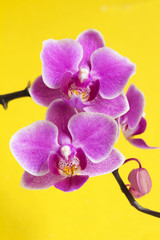 Fototapeta na wymiar Цветы орхидеи Фаленопсис.