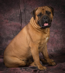 Obraz premium bullmastiff sitting