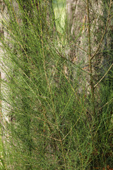 close up pine tree in sun light