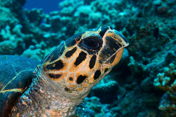 Hawksbill sea turtle head close-up, Red Sea, Egypt.