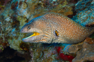 Yellow-mouthed moray eel in the Red Sea, Egypt.