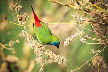 Green munia bieds in the bamboo forest.