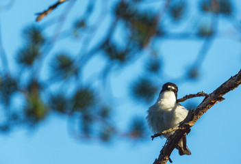 Pied Flycatcher in a tree