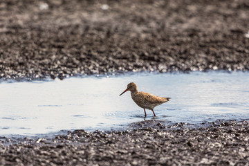 Common Redshank