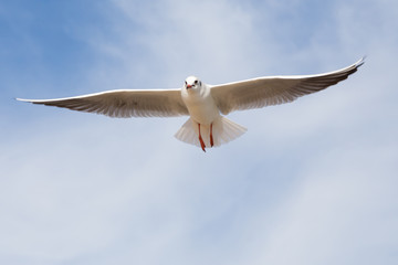 Fliegende Lachmöwe