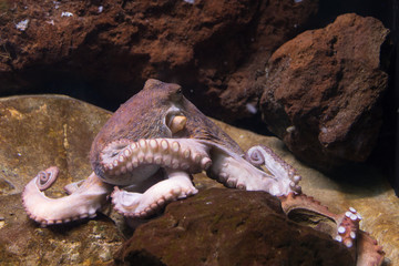 Octopus, Krake, Tintenfisch