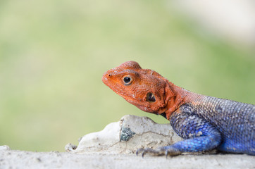 Agama head