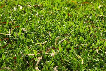 shot leaf grass in morning light