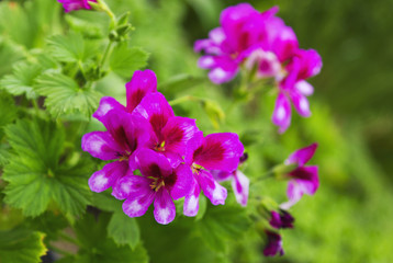 Beautiful Geranium flower