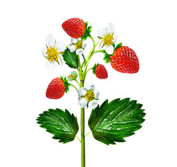 Sprig of flowers strawberries