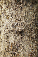 close up light color tree texture in sun light