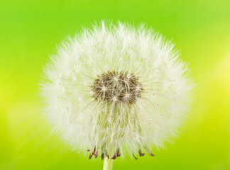 Dandelion (macro) on green background