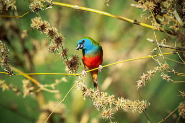 Green munia bieds in the bamboo forest