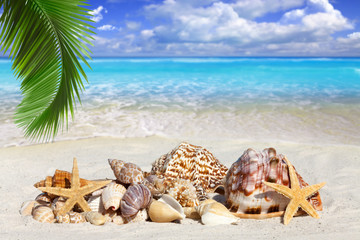Muscheln liegen am sonnigen Strand unter Palmwedel